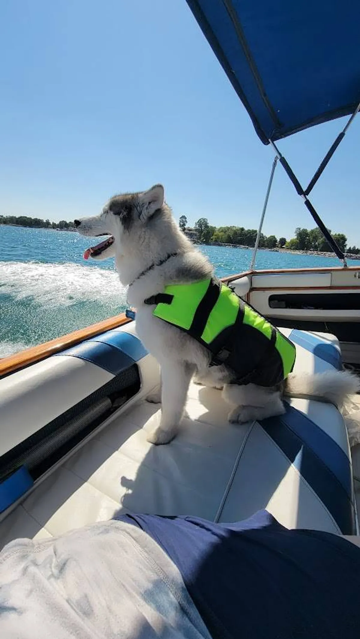 dummy-boat-img